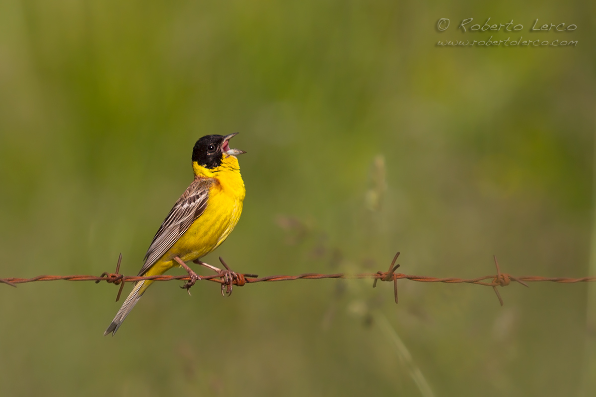 Zigolo_capinero_Black-Headed_Bunting09_1200