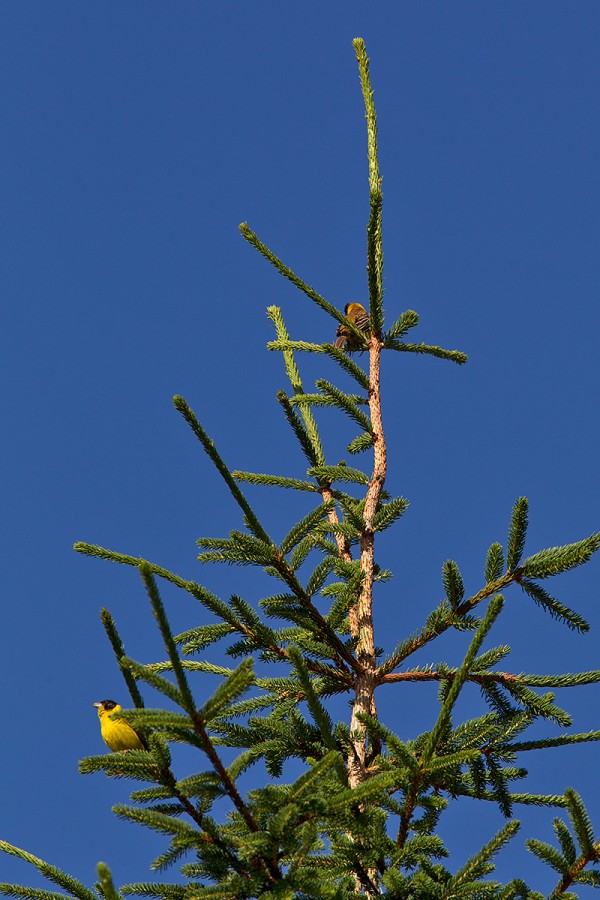 Zigoli_capineri_Black-Headed_Bunting_1200