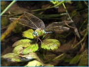 Anax imperator