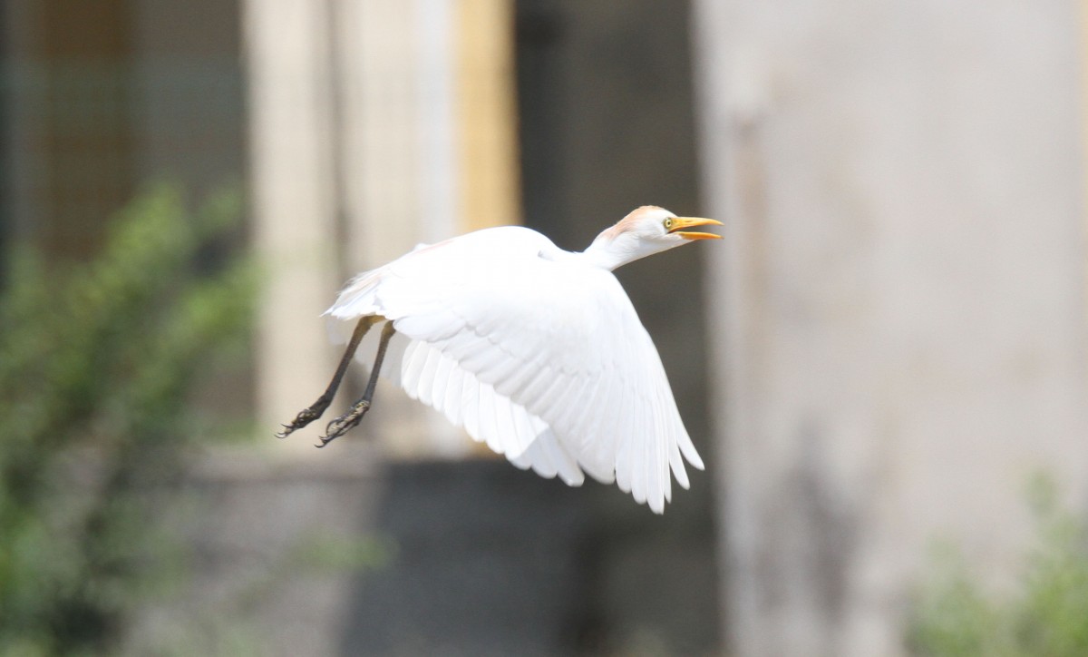 airone guardabuoi Montorio