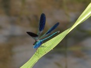 Calopteryx splendens m