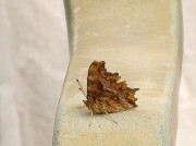 Polygonia Egea