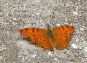 Polygonia Egea  