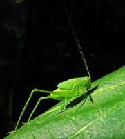 Tettigonia viridissima