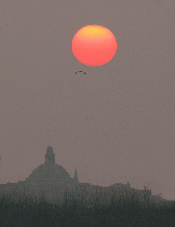 Airone cenerino