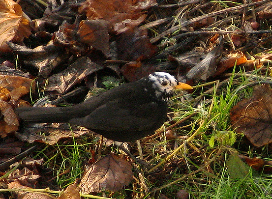 Merlo leucistico 2