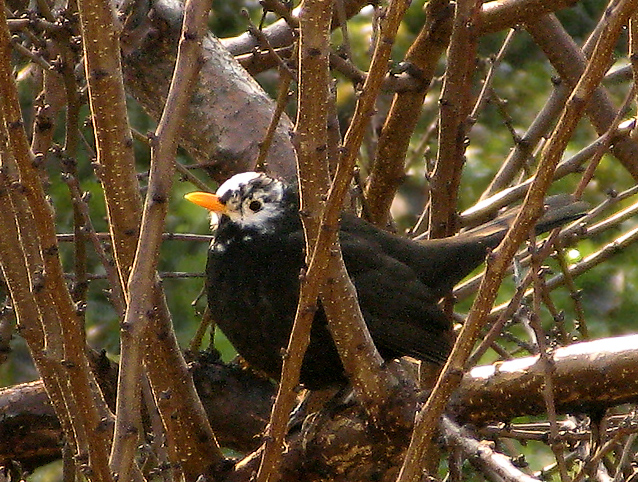 Merlo leucistico 1