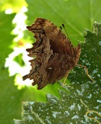 Polygonia Egea 