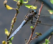 Orthetrum coerulescens 