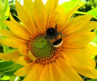 Bombus terrestris (apoidei)