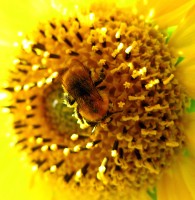 Bombus pascuorum (apoidei)