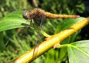 Orthetrum coerulescens f