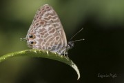 2015_09_04 borago img_5491 vrbw