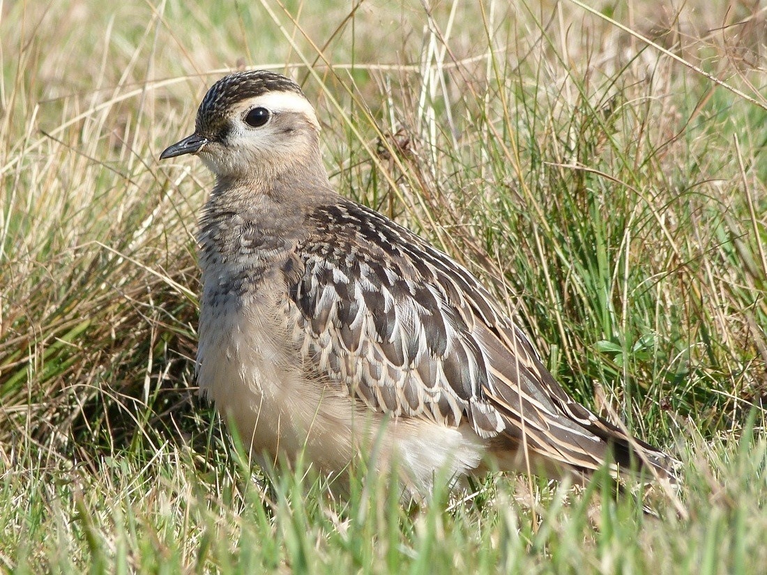 Piviere tortolino • Dotterel