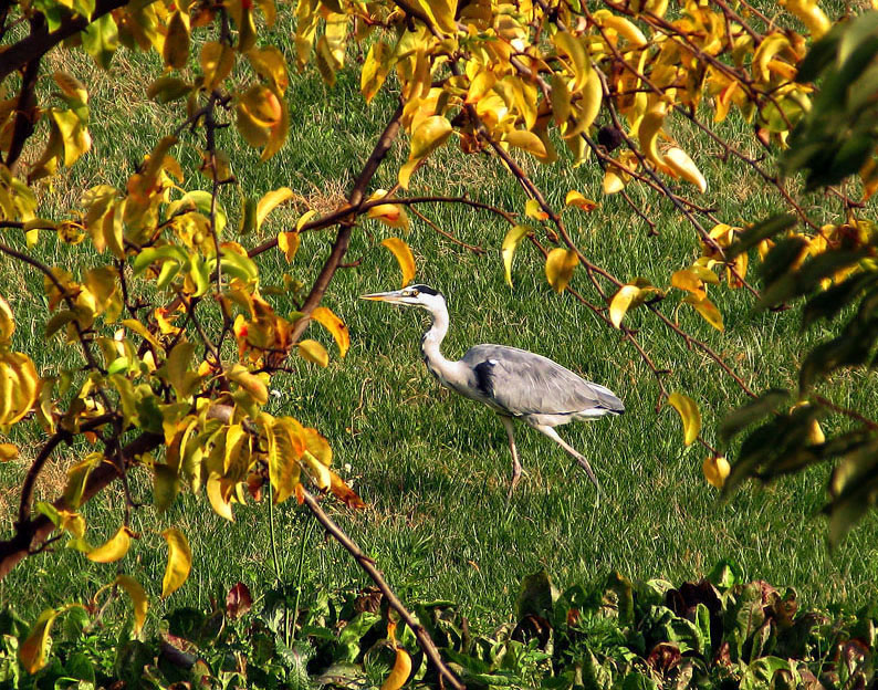 Autunno cenerino