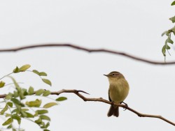 Phylloscopidae