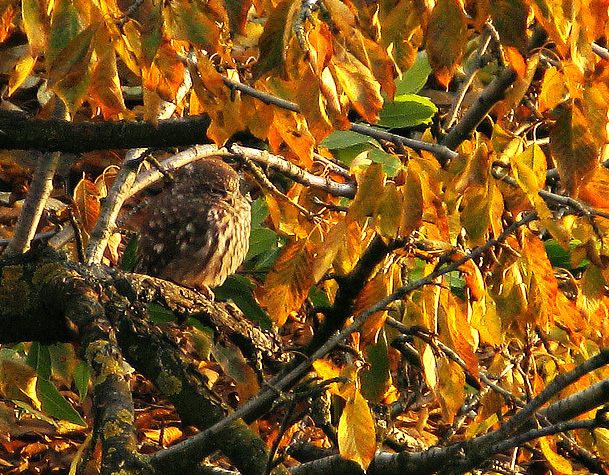 Autunno