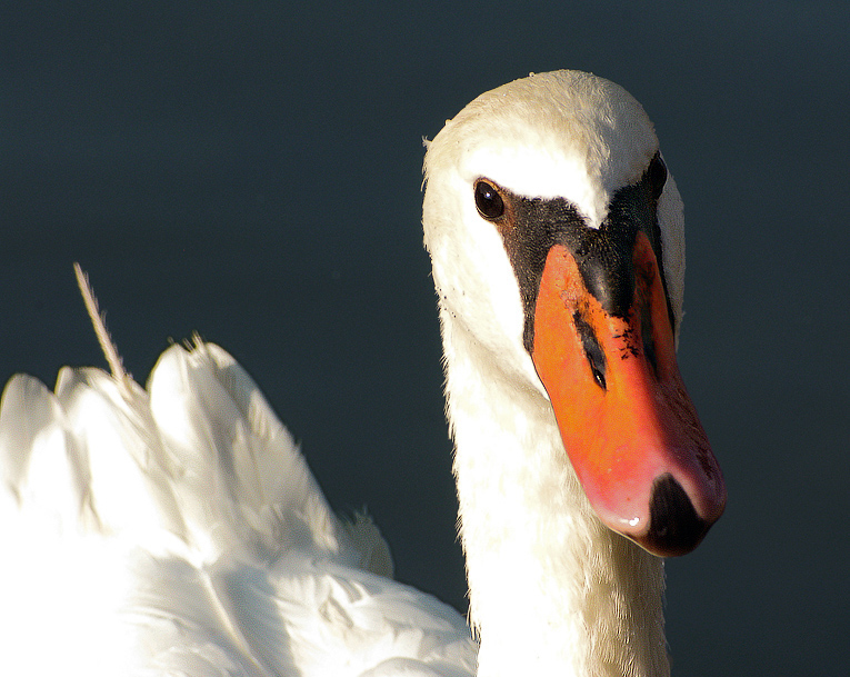 Cigno reale