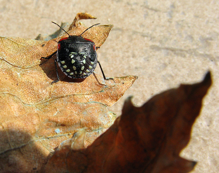 Neanide di Nezara viridula