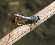 Orthetrum coerulescens