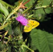 Colias crocea