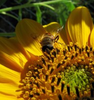 Eristalis Tenax