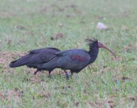 Ibis eremita