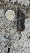 crocidura.1