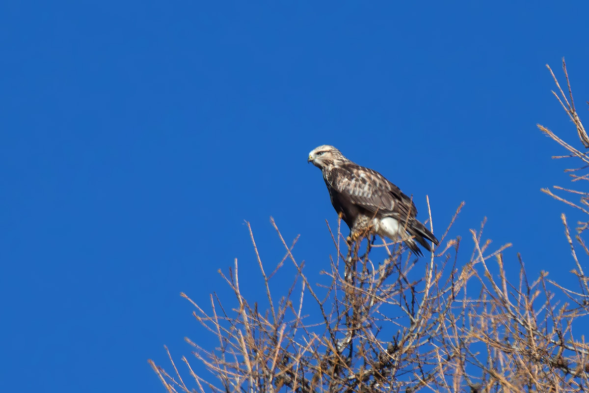 Poiana calzata • Rough-legged Buzzard