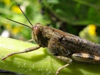 Locusta egiziana