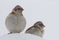 Calcaridae