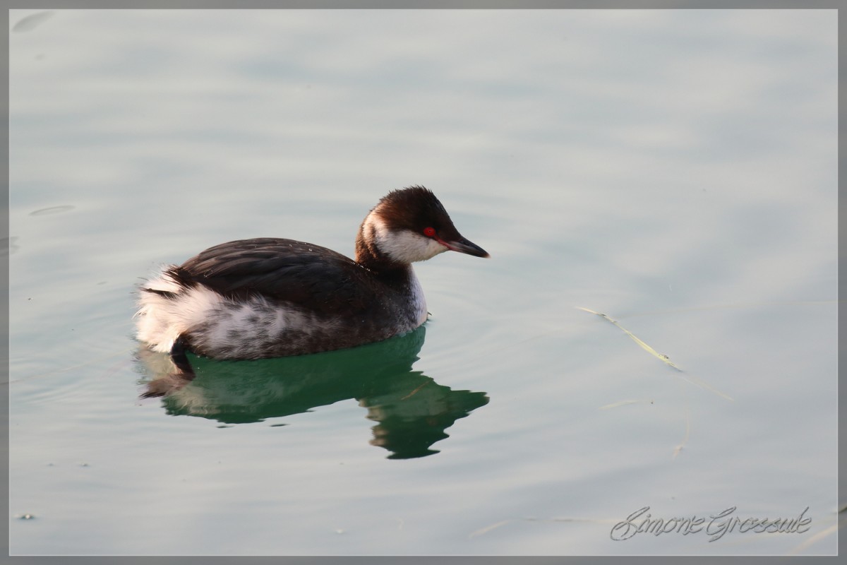 Svasso cornuto • Slavonian Grebe