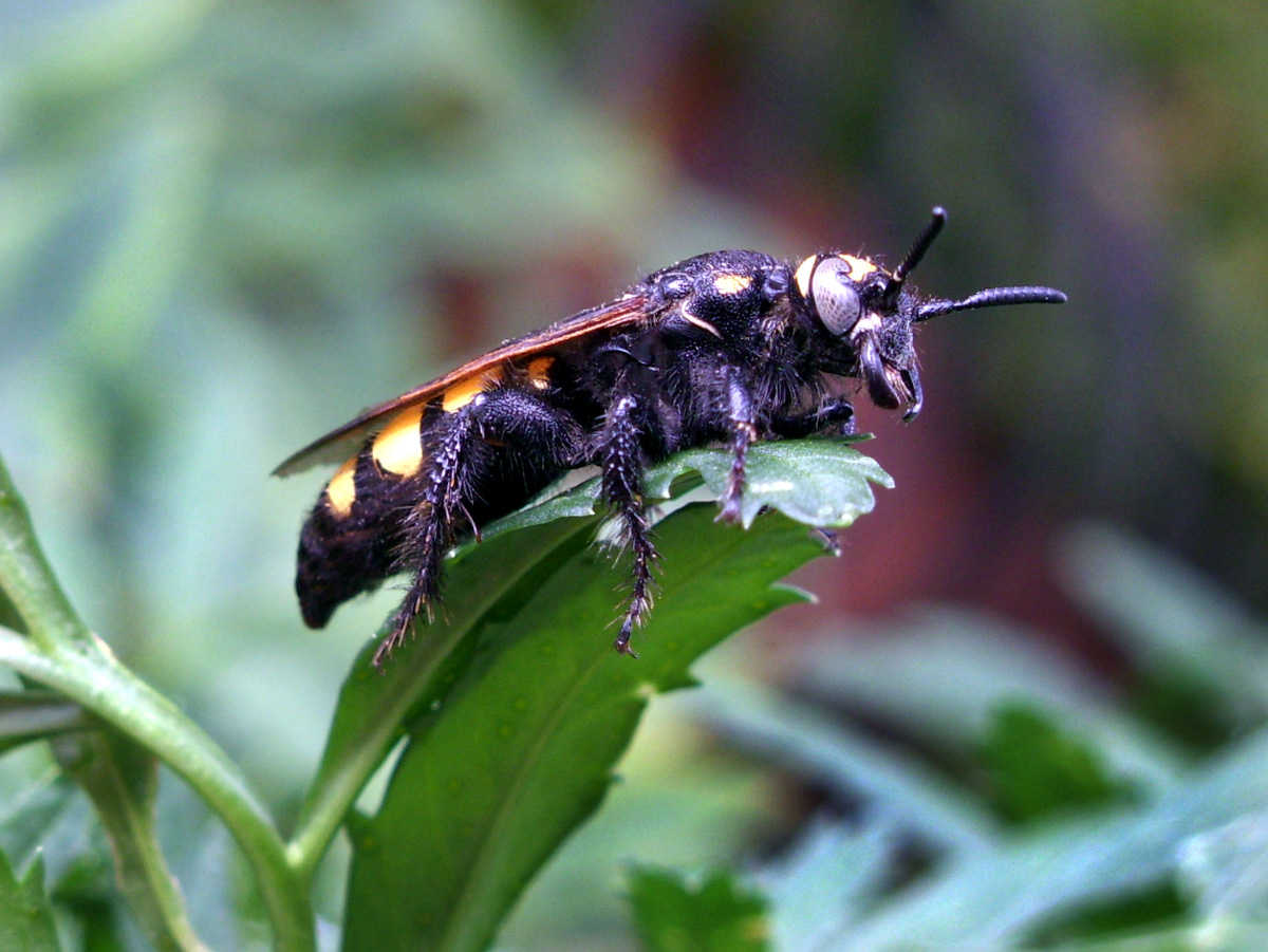 Colpa sexmaculata