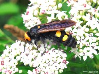 Megascolia maculata flavifrons