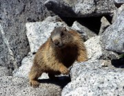 Marmotta