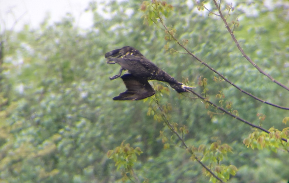 Cormorano_Pellegrina