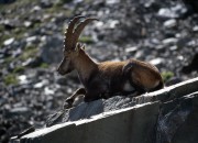 Capra ibex