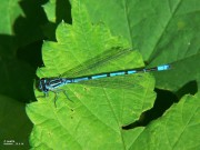 Coenagrion puella