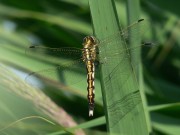 Orthetrum albistylum