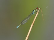 Erythromma viridulum