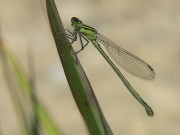 Ischnura elegans