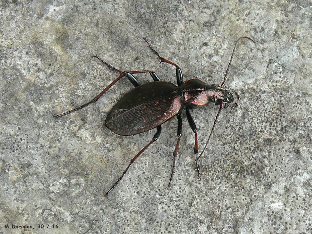 Carabus creutzeri