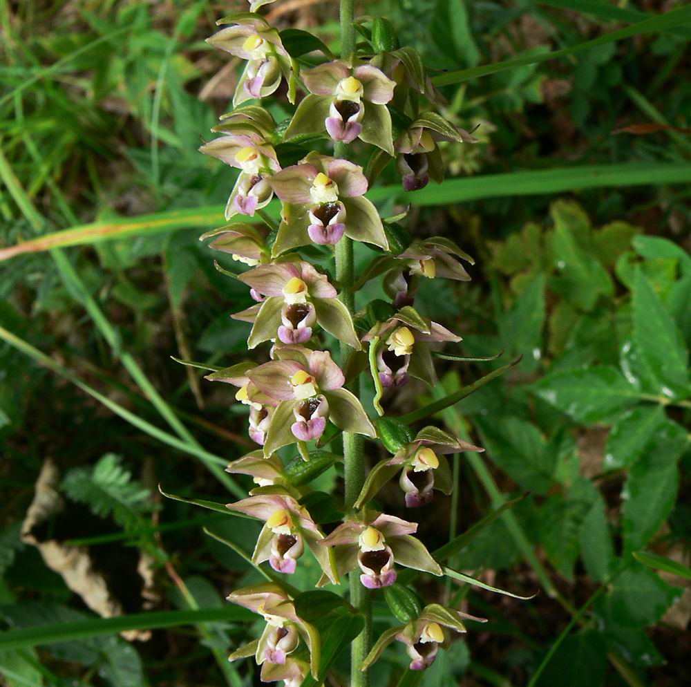 Epipactis helleborine