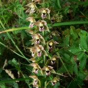 Epipactis helleborine