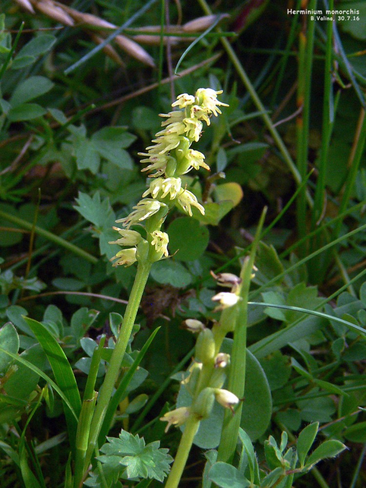 Herminium monorchis