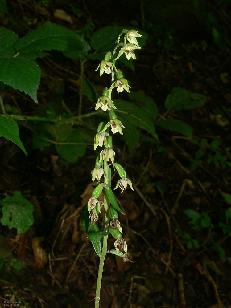 E.autumnalis