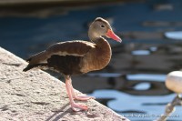 Dendrocigna beccorosso Dendrocygna autumnalis Black-bellied Whistling Duck