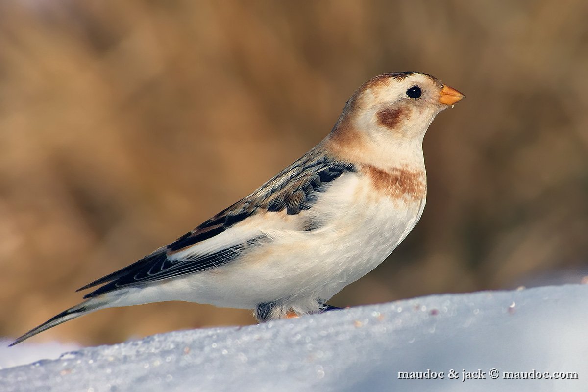 Snow Bunting