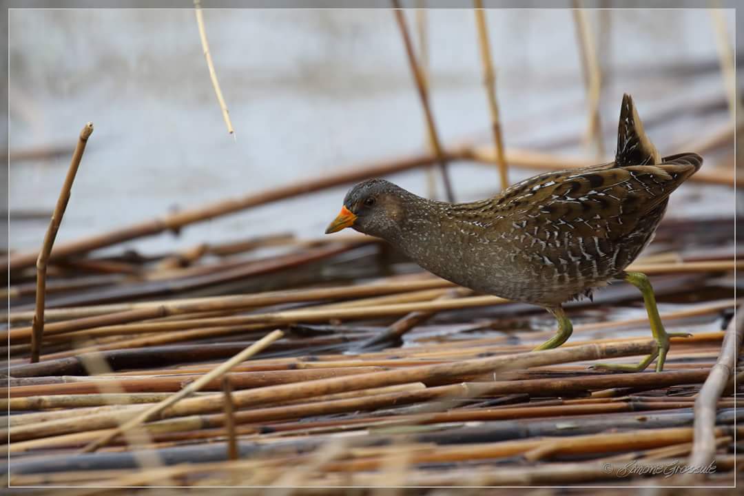 Spotted Crake