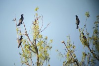 Marangone minore • Pygmy Cormorant